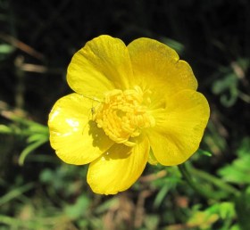 Sokvirágú boglárka - Ranunculus polyanthemos, Ranunculus polyanthemos, etnobotanika